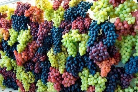 العنب لعلاج الأكتئاب 
